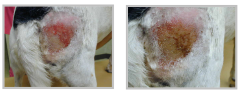Pyotraumatic Dermatitis on Canine Treated with Laser Therapy